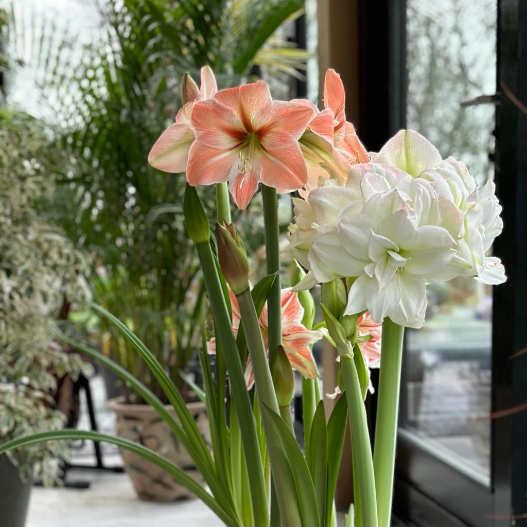 Amaryllis-Kränzchen