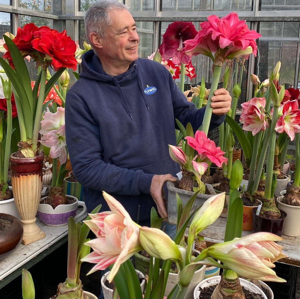 Amaryllis-Kränzchen