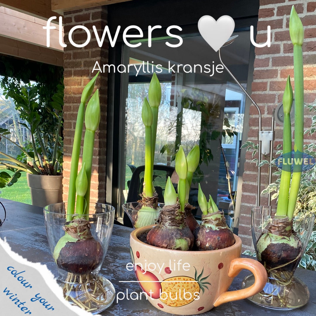 Amaryllis-Kränzchen