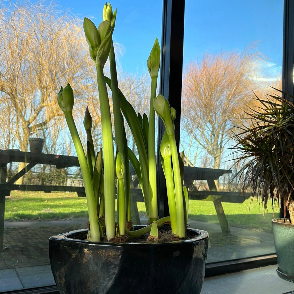 Amaryllis-Kränzchen