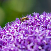 Zwiebeln für Bienen und Insekten