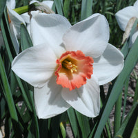 Fluwel Special Narcissus