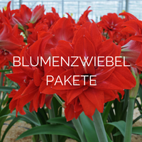 Blumenzwiebelpakete für Sie