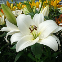 Lilien