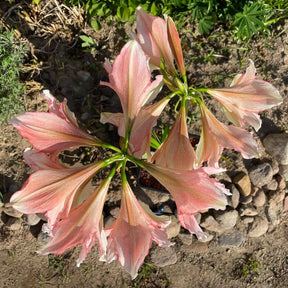 Amaryllis Tinkerbell