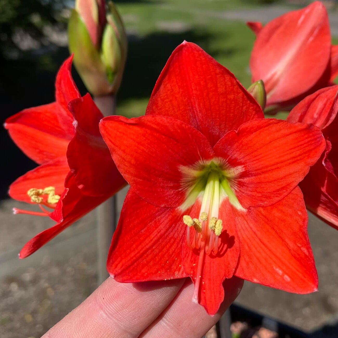 Amaryllis Happy Garden