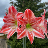 Amaryllis Fairytale