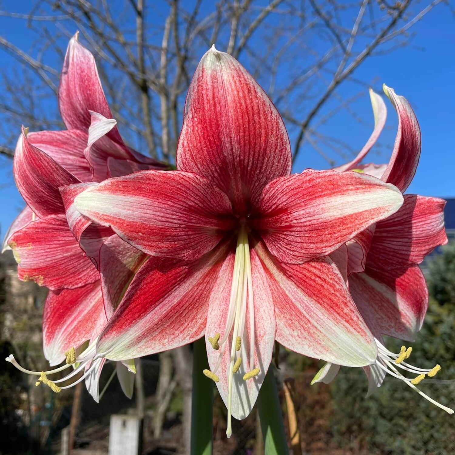 Amaryllis Opal Star