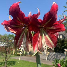 Amaryllis Ruby Star