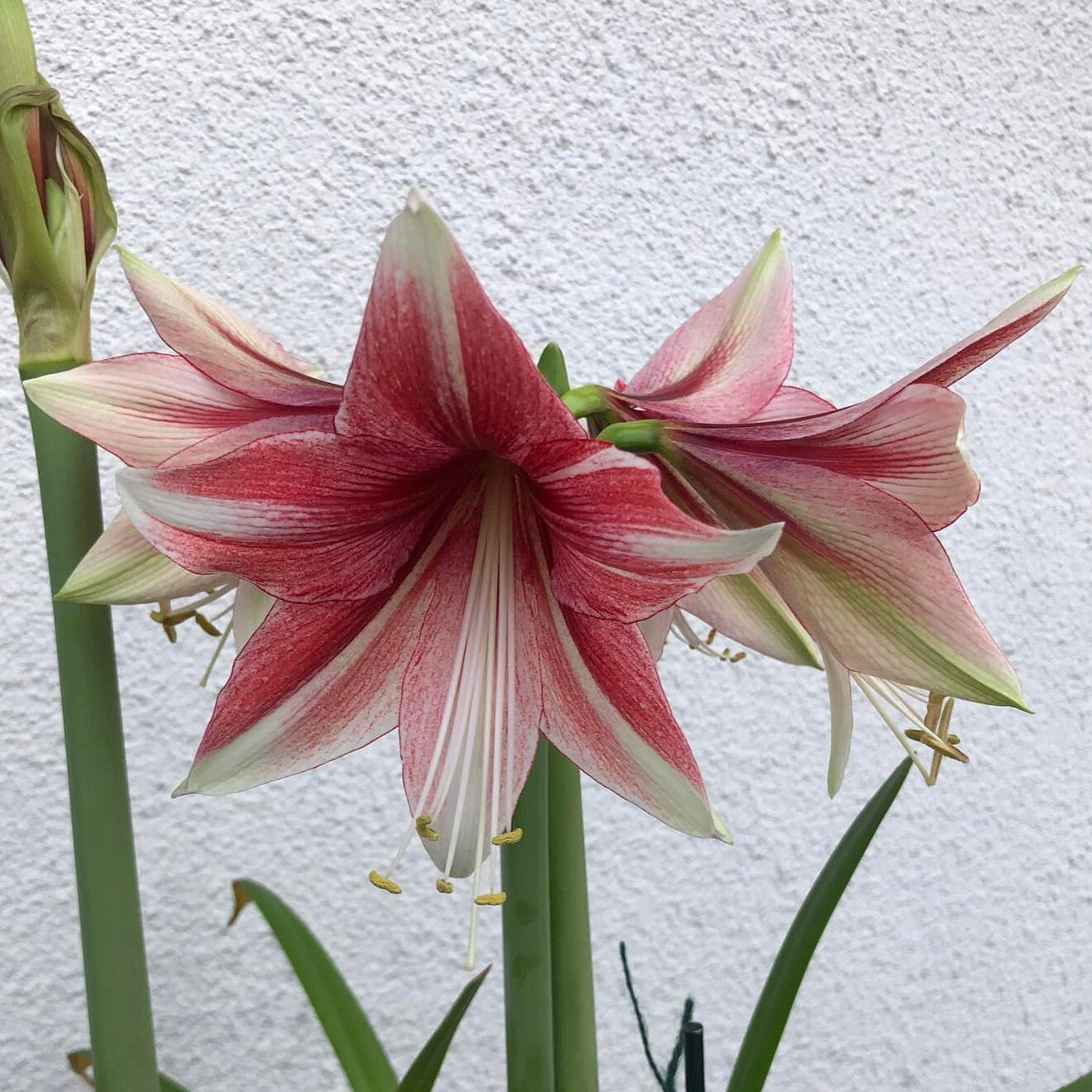 Amaryllis Opal Star