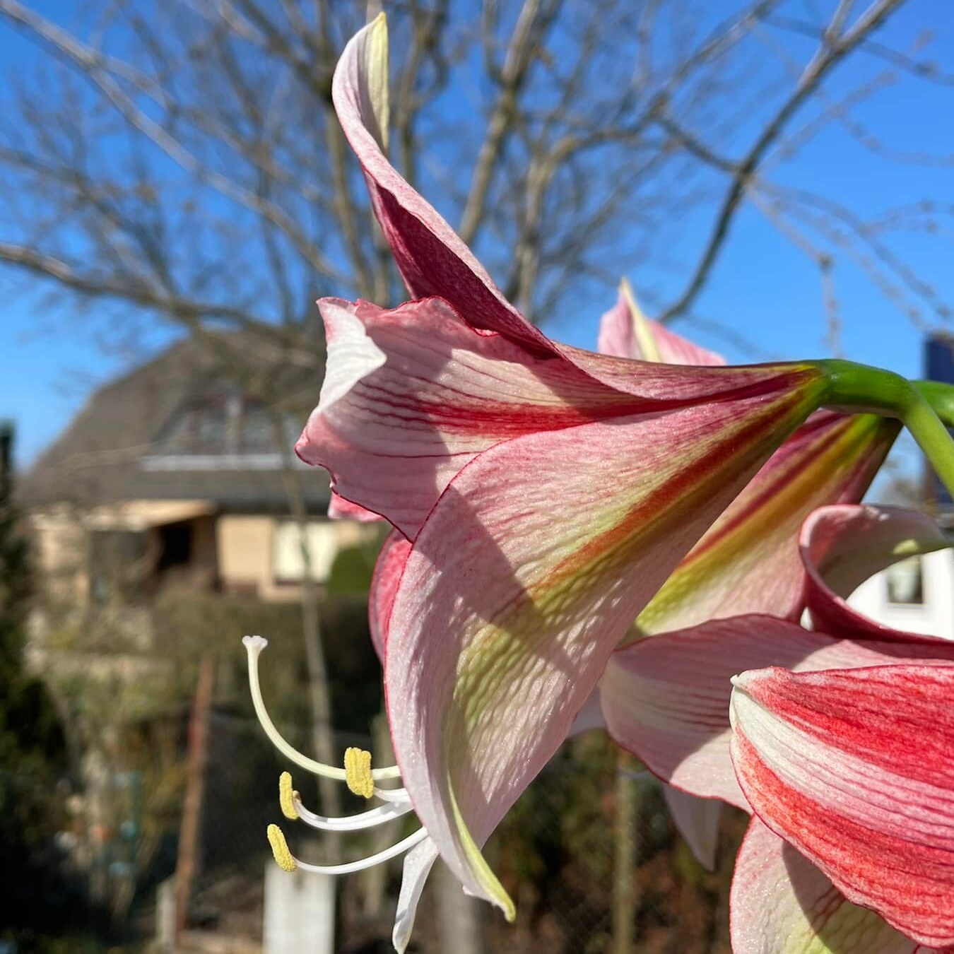 Amaryllis Opal Star