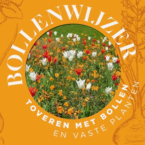 Zwiebel-Bibel, Zaubern mit Blumenzwiebeln