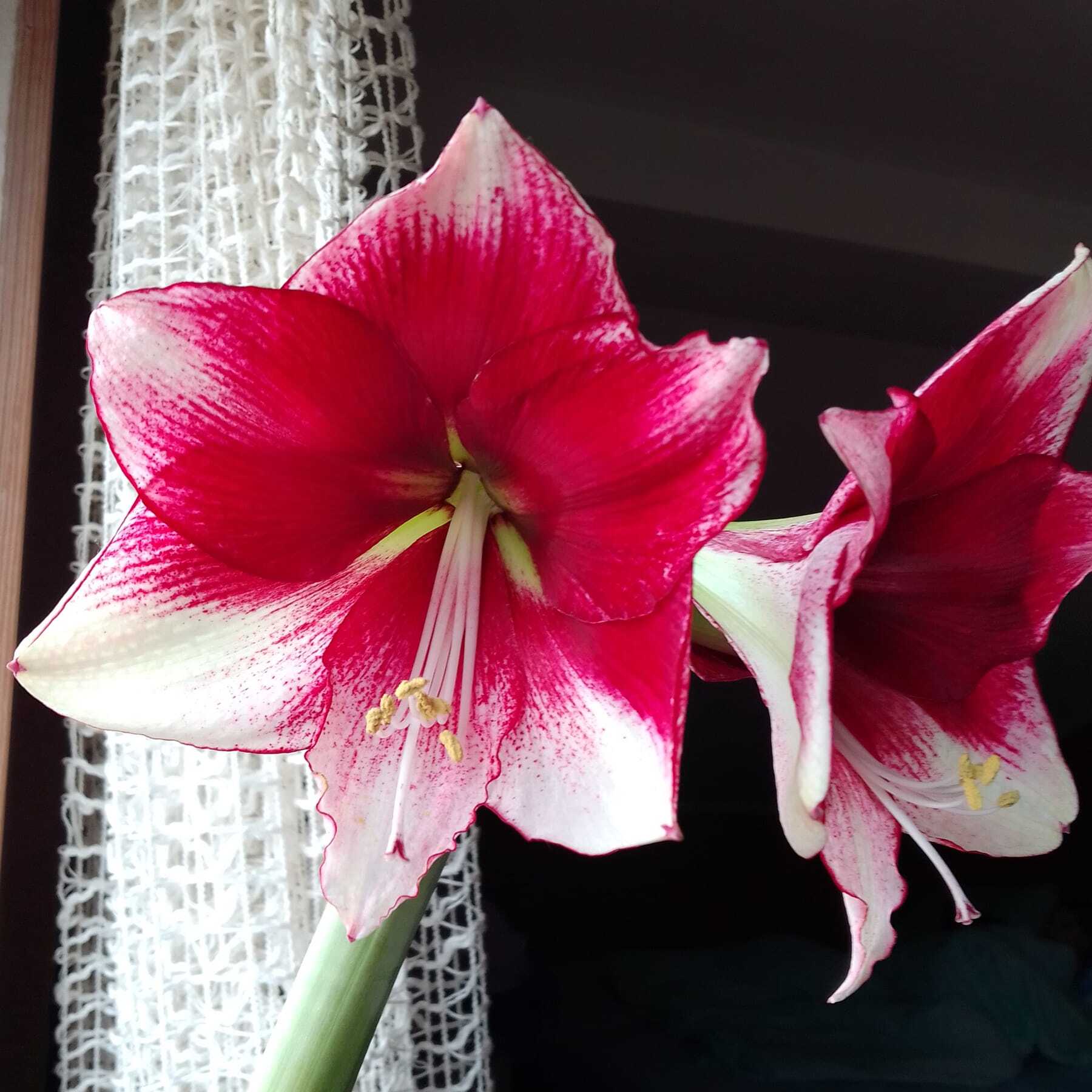 Amaryllis American Dream