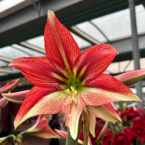 Amaryllis Happy Valley