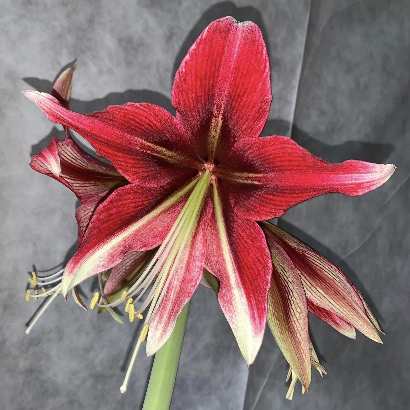 Amaryllis Ruby Star