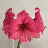 Amaryllis Bagatelle