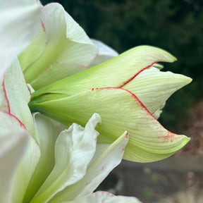 Amaryllis Picobello Majesty