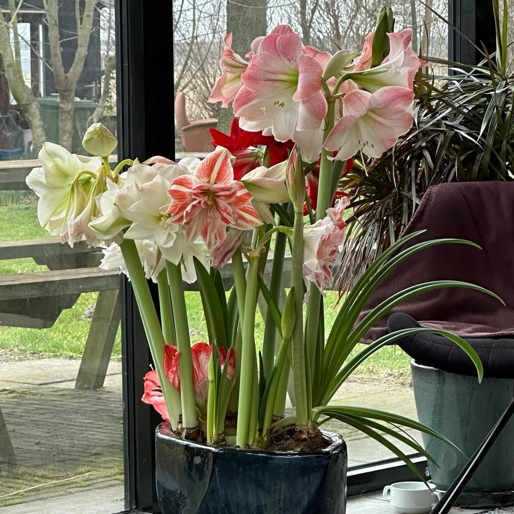 Amaryllis-Kränzchen