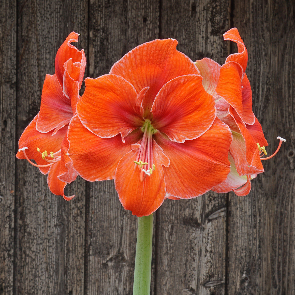 Orange with white picotee