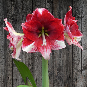 Amaryllis American Dream