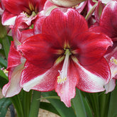 Amaryllis American Dream