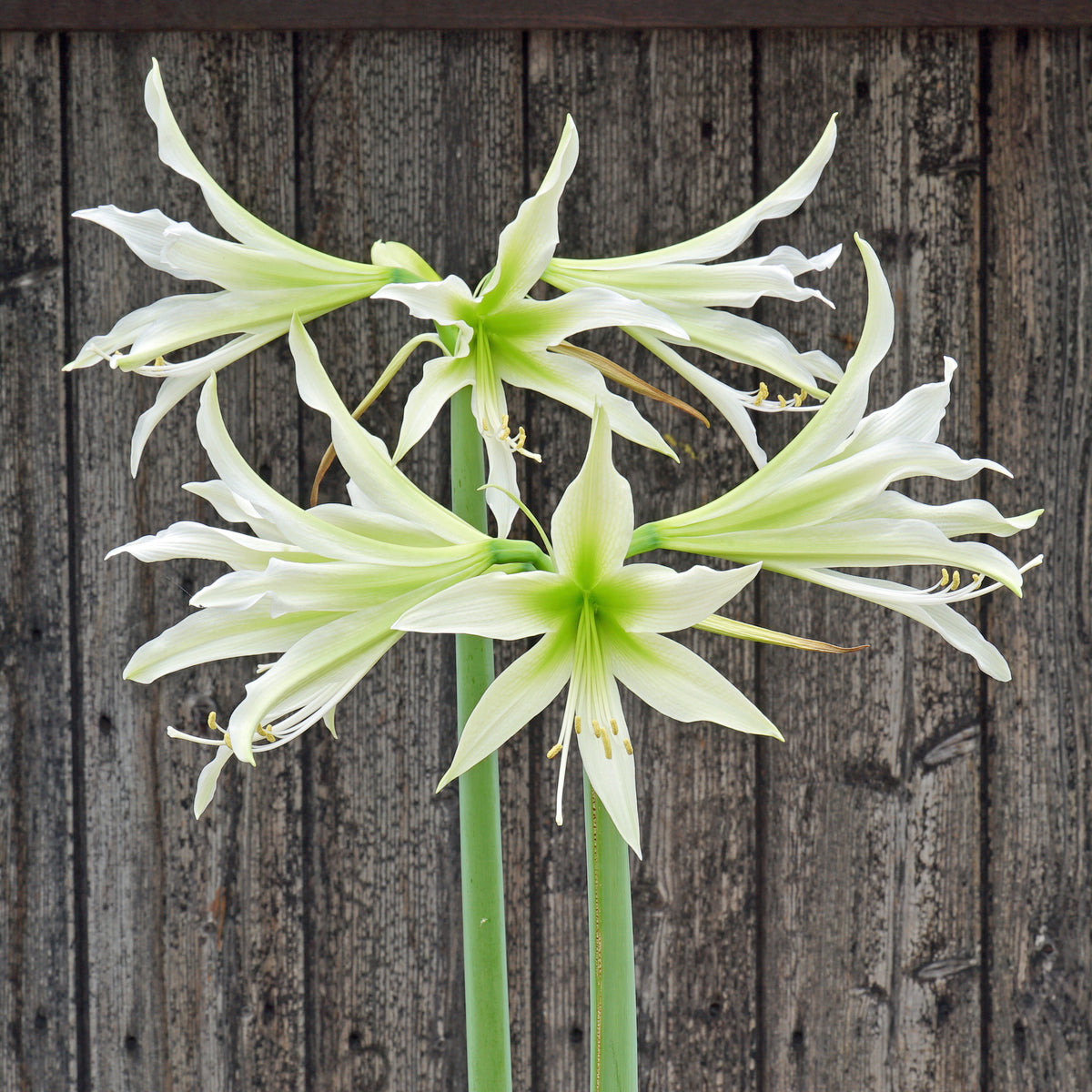 Amaryllis White Nile