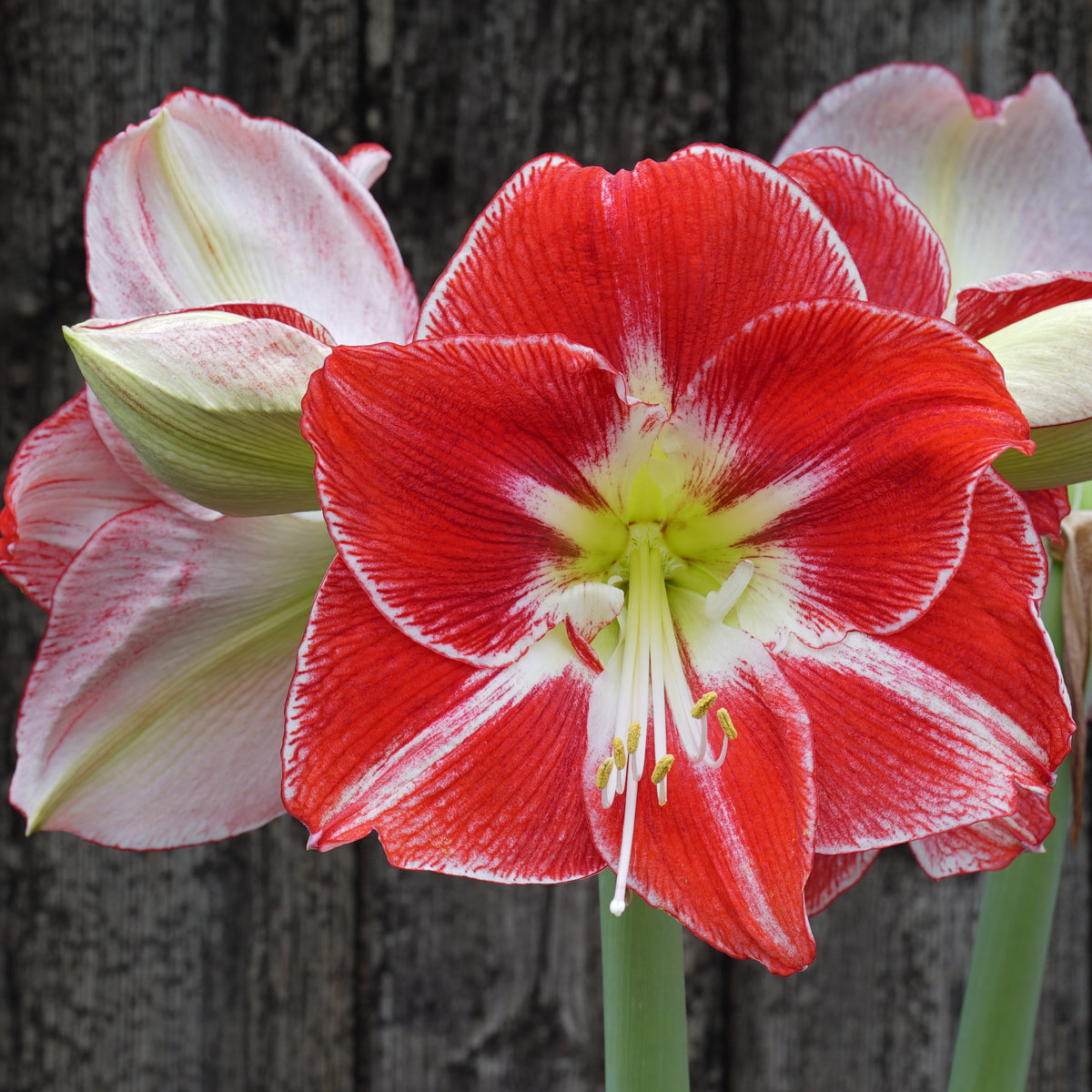 Amaryllis Silver Dream