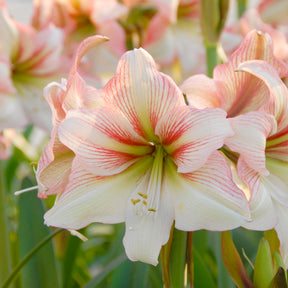 Amaryllis Amore