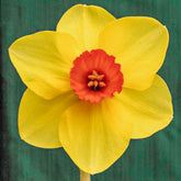 Product picture Daffodil Heat Torch