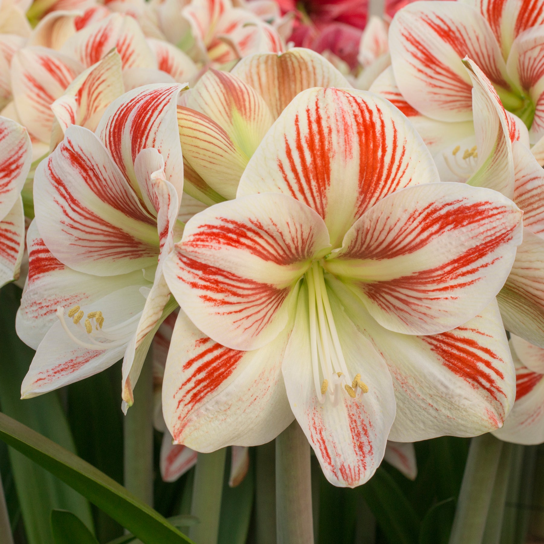 Amaryllis Caramba