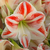 Amaryllis Caramba