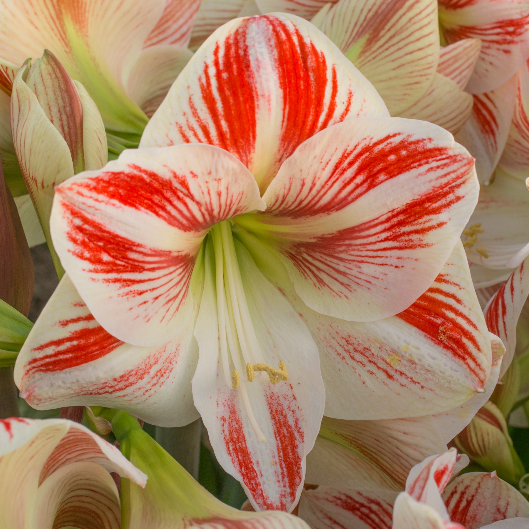 Amaryllis Caramba