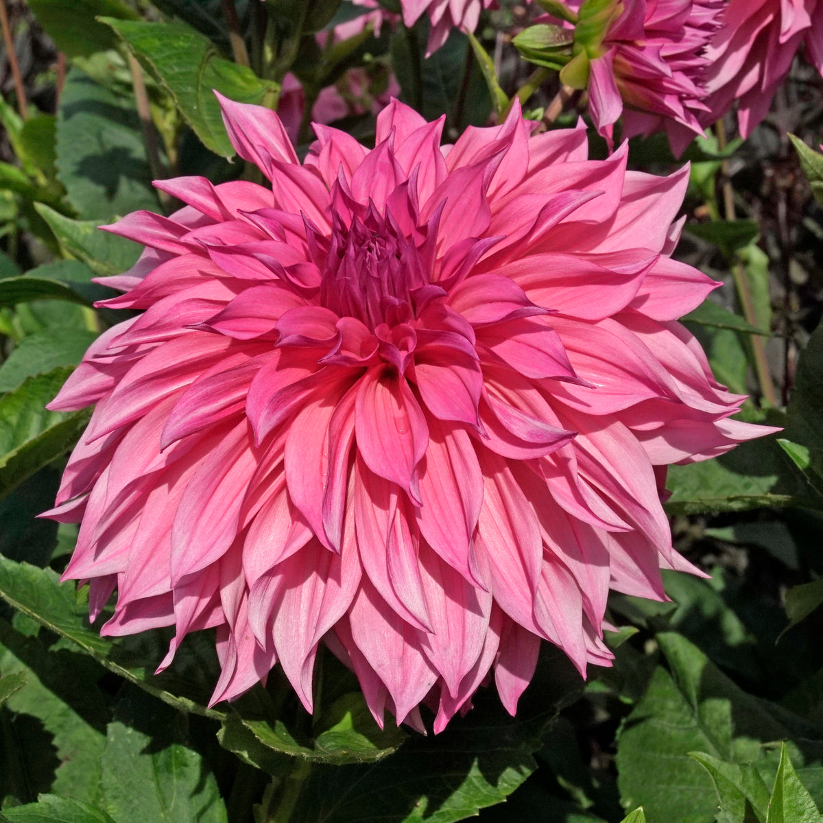 Dahlie Café au Lait Rose