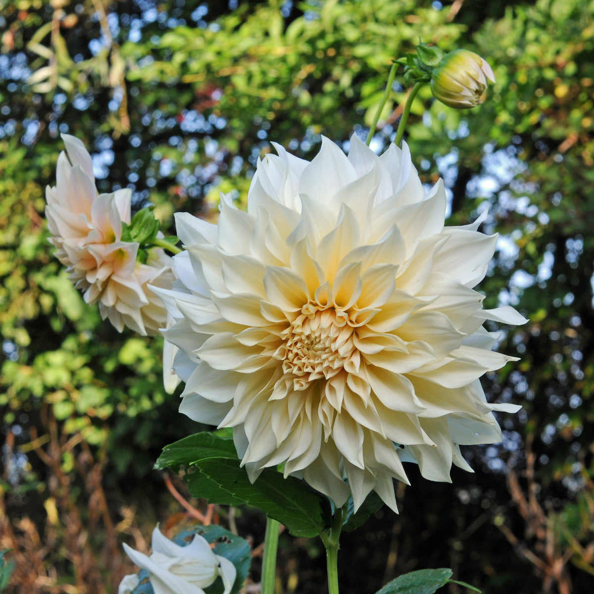 Dahlie Café au Lait
