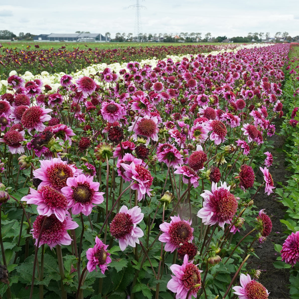 Dahlie Raspberry Puff