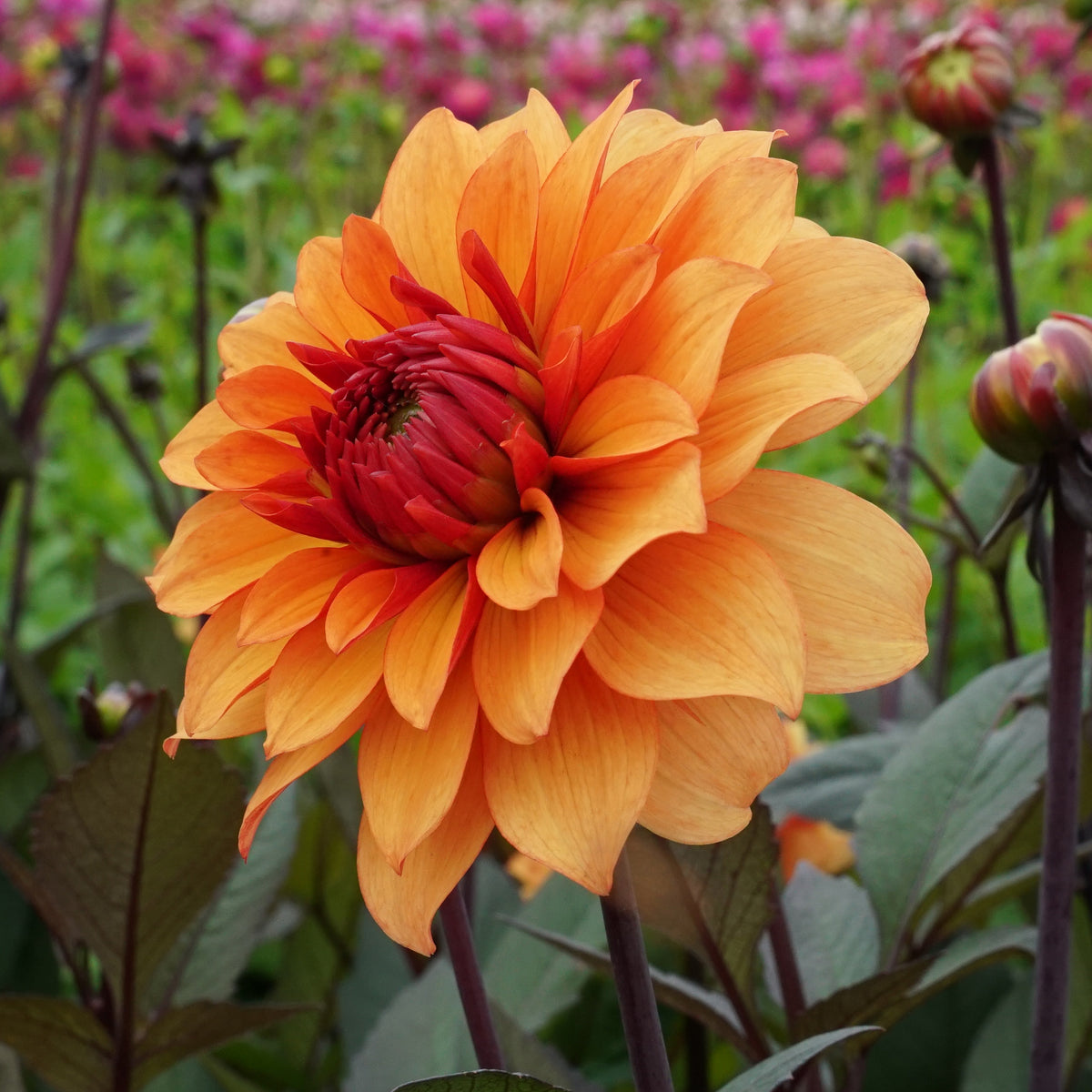 Dahlie Statue of Orange