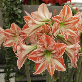 Amaryllis Fairytale