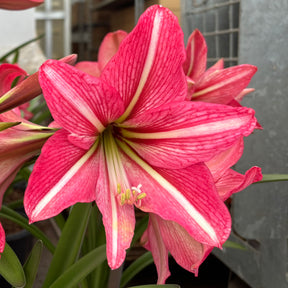 Amaryllis Pinkolo