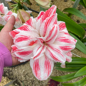 Amaryllis Amazing Belle