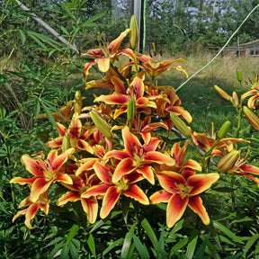 Lilium Avalon Sunset (OAO)