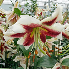 Lilium Beverly Dreams