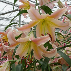 Lilium Elusive