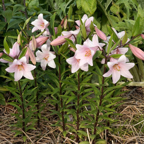 Lilium Magnifique