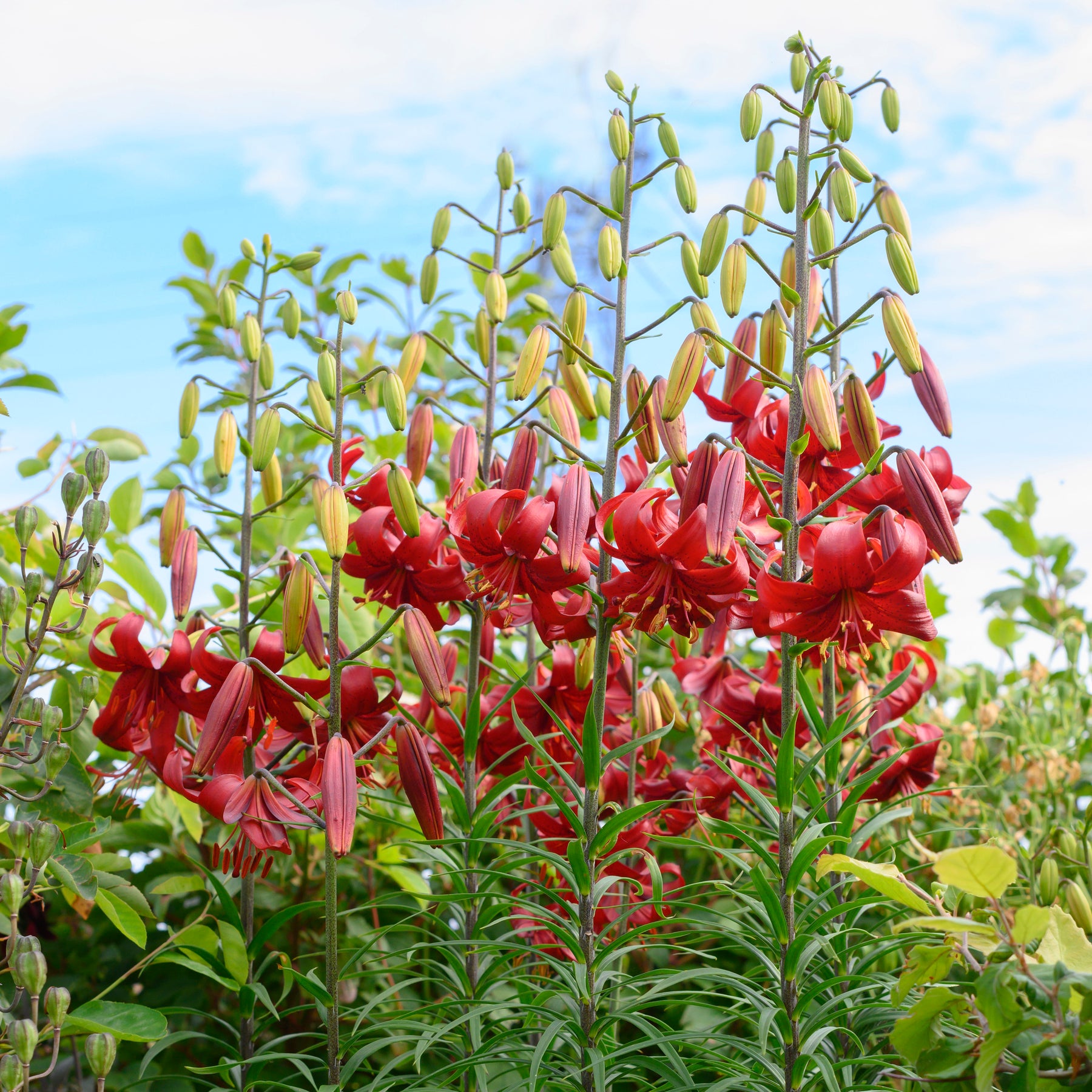 Lilium Red Velvet