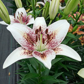 Lilium Tribal Kiss