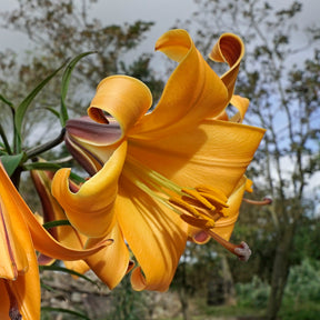 Lilium African Queen