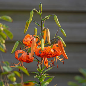 Lilium lancifolium (tigrinum)