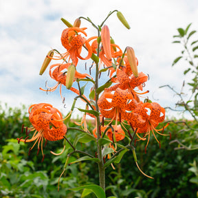 Lilium lancifolium (tigrinum)