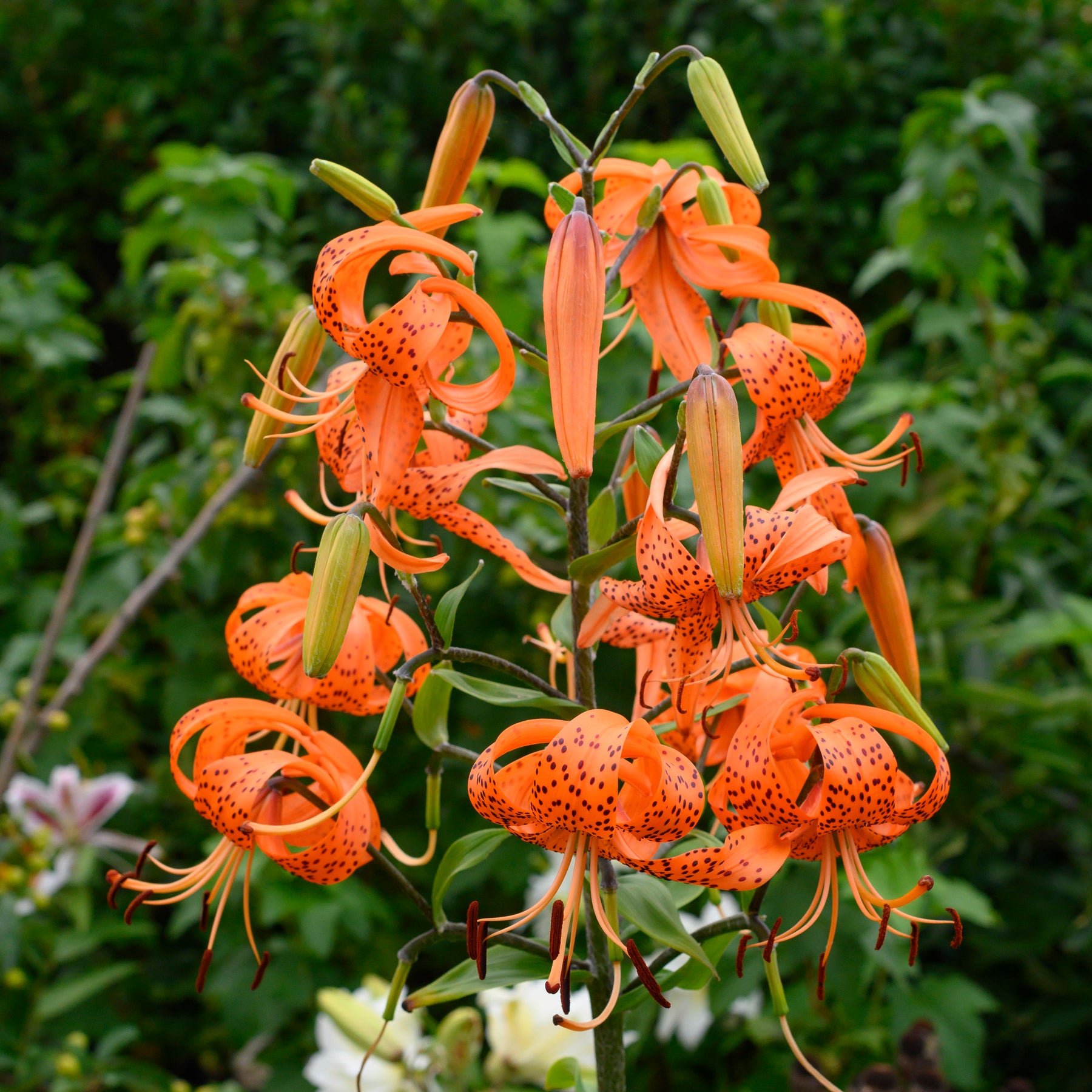 Lilium lancifolium (tigrinum)