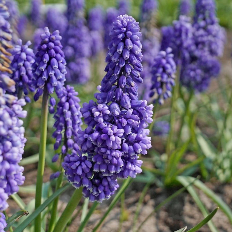 Muscari (Blaue Traubenhyazinthen)